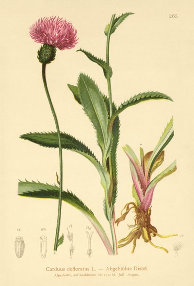 Alpine Thistle by German School